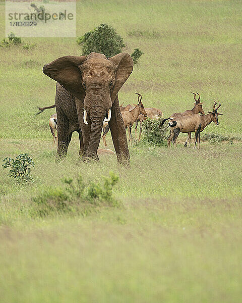 Afrikanischer Elefant  Addo Elephant National Park  Ostkap  Südafrika  Afrika