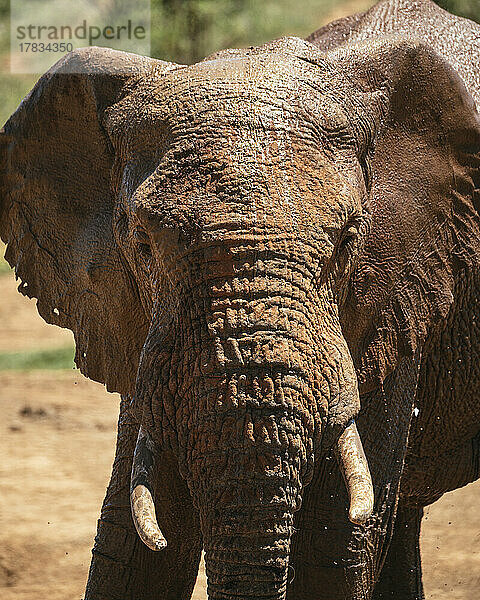 Afrikanischer Elefant an der Wasserstelle  Addo Elephant National Park  Ostkap  Südafrika  Afrika