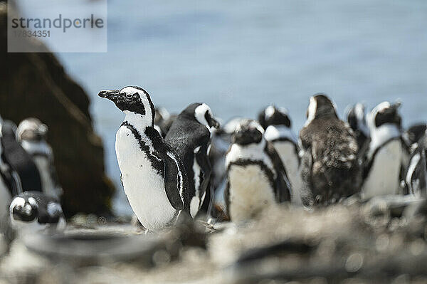 Betty's Bay Afrikanische Pinguin-Kolonie  Westkap  Südafrika  Afrika