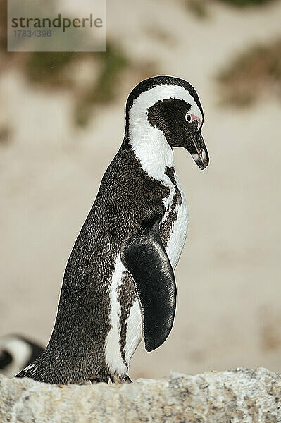 Boulders Beach Afrikanische Pinguinkolonie  Boulders Beach  Kapstadt  Westkap  Südafrika  Afrika