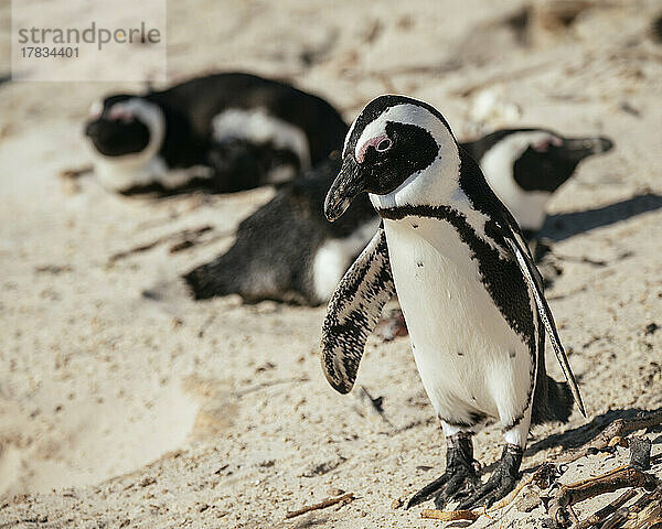 Boulders Beach Afrikanische Pinguinkolonie  Boulders Beach  Kapstadt  Westkap  Südafrika  Afrika