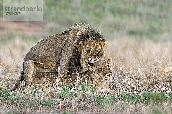 Löwen (Panthera leo) bei der Paarung  Kgalagadi Transfrontier Park  Nordkap  Südafrika  Afrika