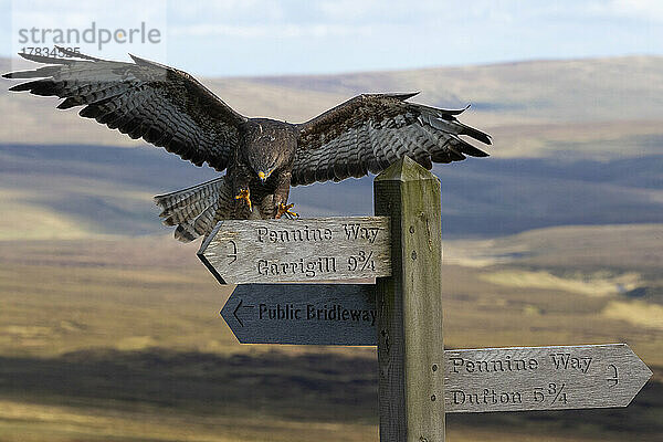 Mäusebussard (Buteo buteo) bei der Landung auf dem Pennine Way Schild  Kontrolliert  Cumbria  England  Vereinigtes Königreich  Europa