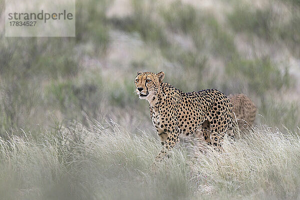 Gepard (Acinonyx jubatus) weiblich  Kgalagadi Transfrontier Park  Nordkap  Südafrika  Afrika