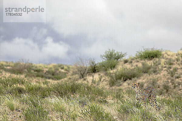 Gepard (Acinonyx jubatus) weiblich  Kgalagadi Transfrontier Park  Nordkap  Südafrika  Afrika