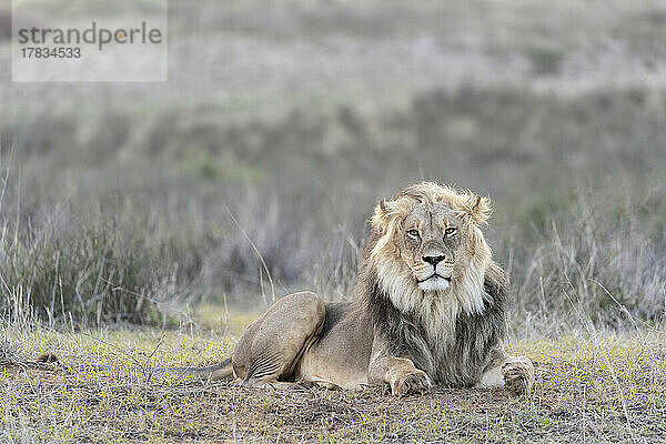 Löwe (Panthera leo)  Kgalagadi Transfrontier Park  Nordkap  Südafrika  Afrika