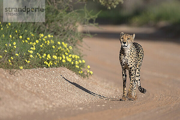 Gepard (Acinonyx jubatus) weiblich  Kgalagadi Transfrontier Park  Nordkap  Südafrika  Afrika