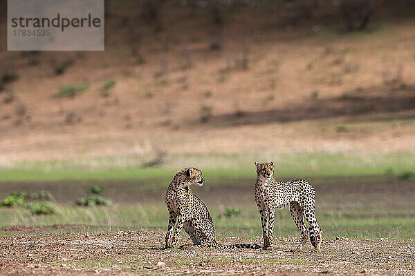 Junger Gepard (Acinonyx jubatus)  Kgalagadi Transfrontier Park  Nordkap  Südafrika  Afrika