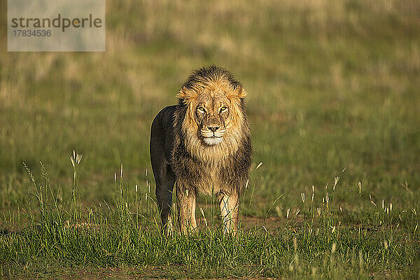 Löwe (Panthera leo)  Kgalagadi Transfrontier Park  Nordkap  Südafrika  Afrika