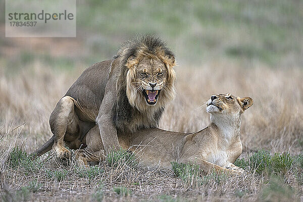 Löwen (Panthera leo) bei der Paarung  Kgalagadi Transfrontier Park  Nordkap  Südafrika  Afrika