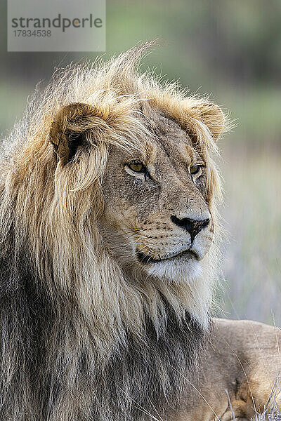 Löwe (Panthera leo)  Kgalagadi Transfrontier Park  Nordkap  Südafrika  Afrika