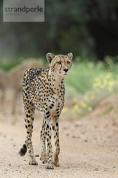 Gepard (Acinonyx jubatus) weiblich  Kgalagadi Transfrontier Park  Nordkap  Südafrika  Afrika