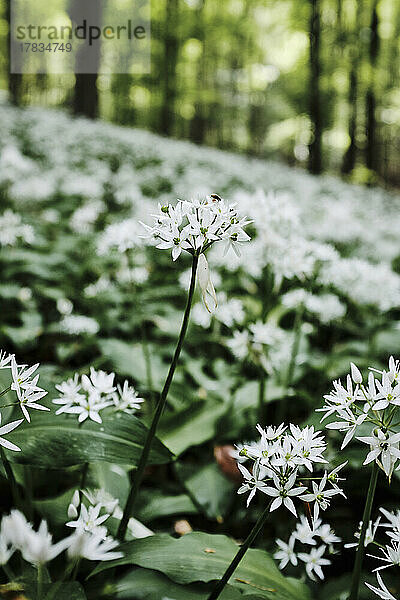 Blühender Bärlauch im Wald