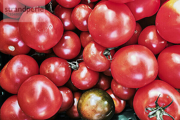 Bio-Tomaten vom Wochenmarkt