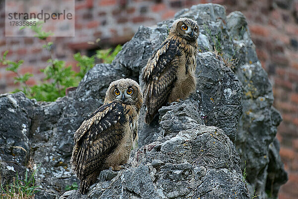 Uhu (Bubo bubo)  zwei Jungtiere auf einem Fels  Heinsberg  Nordrhein-Westfalen  Deutschland |Eurasian eagle-owl (Bubo bubo)  two youngster on a rock  Heinsberg  North Rhine-Westphalia  Germany|