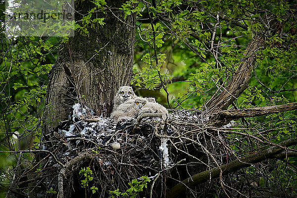 Uhu (Bubo bubo)  Kueken in einem Nest auf einem Baum   Heinsberg  Nordrhein-Westfalen  Deutschland |Eurasian eagle-owl (Bubo bubo)  Chicks in a nest on a tree  Heinsberg  North Rhine-Westphalia  Germany|