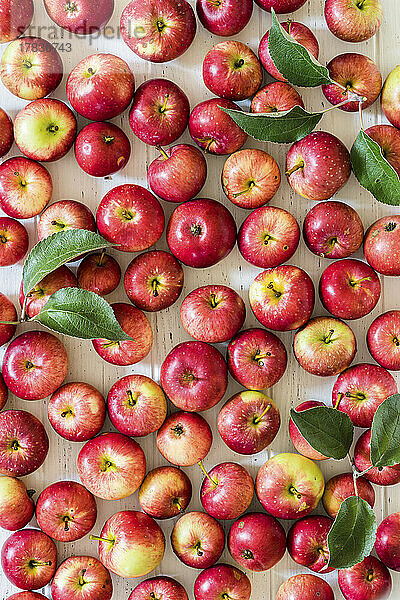 Rote Äpfel mit Blättern (bildfüllend)