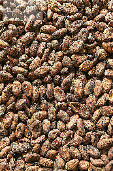 Kakaobohnen (bildfüllend)