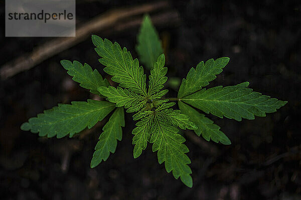 Cannabispflanze im Garten für medizinische Zwecke