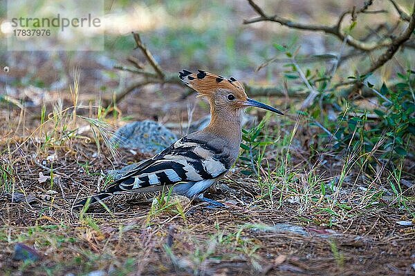 Wiedehopf (Upupa epops) auf Waldboden  Alcudia  Mallorca  Spanien  Europa