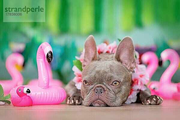 Französische Bulldogge mit tropischen Blumengirlanden und Gummispielzeugflamingos vor grünem Hintergrund