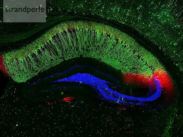 Dieses Bild zeigt deutliche neuronale Verbindungen in einem Querschnitt des Hippocampus einer Maus  einer Gehirnregion  die an der Erinnerung an Fakten und Ereignisse beteiligt ist. Der große halbmondförmige Bereich in Grün ist der CA1-Hippocampusbereich. Seine hochspezialisierten Neuronen  sogenannte Ortungszellen  dienen als GPS-System des Gehirns zur Standortverfolgung. In Rot der CA2-Hippocampusbereich. Es ist wichtig für frühere Erinnerungen an soziale Interaktionen. Der blaue Bereich zeigt die Orte der Übertragung von Nervensignalen zwischen Neuronen im benachbarten CA3-Bereich und dem Gyrus dentatus  einem Teil des Hippocampus  der an episodischen Erinnerungen beteiligt ist.