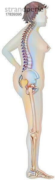 Knochensystem: Silhouette einer 60-jährigen Frau mit mittelschwerer Osteoporose.