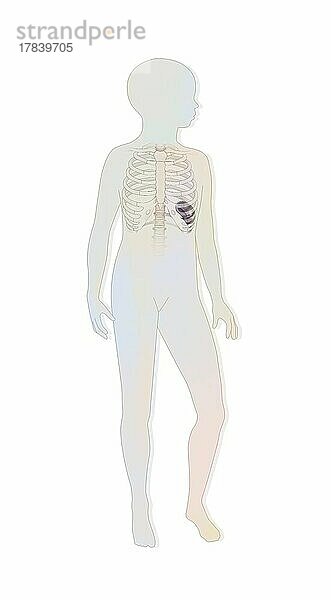 Lage der Milz und des Brustkorbs in der Silhouette eines Kindes.