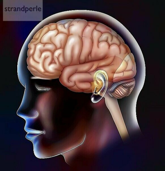 Die Lappen des Gehirns: Frontal-  Parietal-  Temporal- und Okzipitallappen.