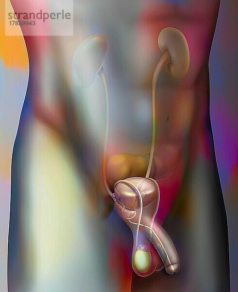Das männliche Urogenitalsystem: Prostata und ihre Beziehungen zu anderen Organen (Blase  Samenbläschen  Harnröhre).