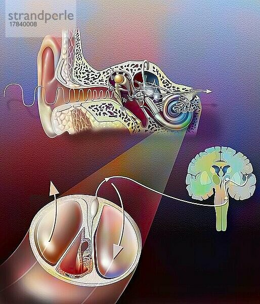 Anatomie des Ohrs mit Zoom des Hörorgans.