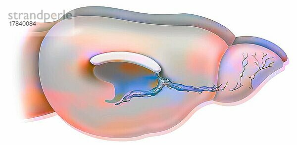 Neurogenese: Gehirn eines erwachsenen Nagetiers mit Migration von Neuroblasten.