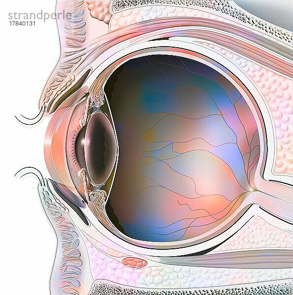 Anatomie eines Auges im Schnitt mit Linse und Netzhaut.