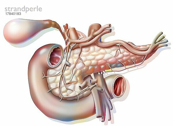 Vaskularisierung der Bauchspeicheldrüse in Vorderansicht mit Vesikel und Hauptgallengang.