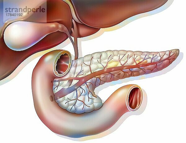 Anatomie der Bauchspeicheldrüse in Vorderansicht mit Gallenblase und Hauptgallengang.