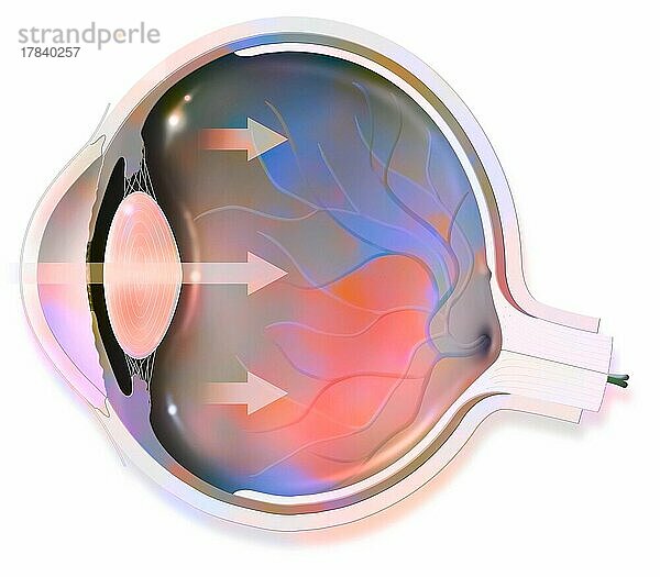 Anatomie des Auges  dessen Pfeile Licht darstellen und die Linse  Netzhaut  Hornhaut  Iris und Aderhaut freigeben.