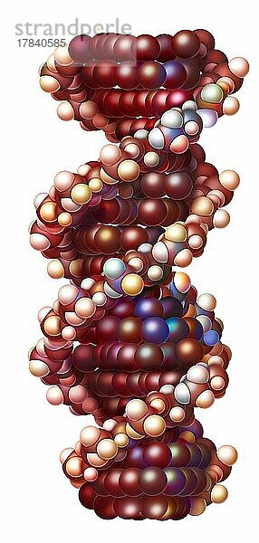 RNA (molekulare Organisation)  bestehend aus Ribonukleotiden (Adenin  Cytosin  Guanin  Uracil).