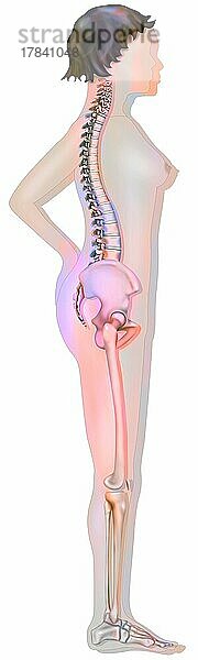 Knochensystem: Silhouette einer normalen Frau mit ihrem Skelett.