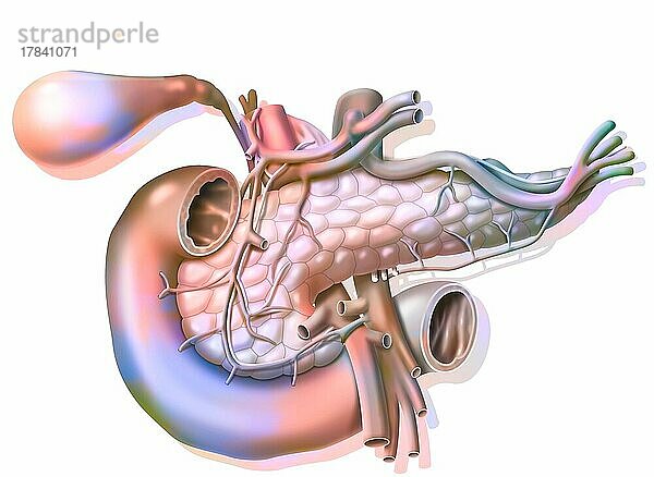 Vaskularisierung der Bauchspeicheldrüse in Vorderansicht mit Vesikel und Hauptgallengang.