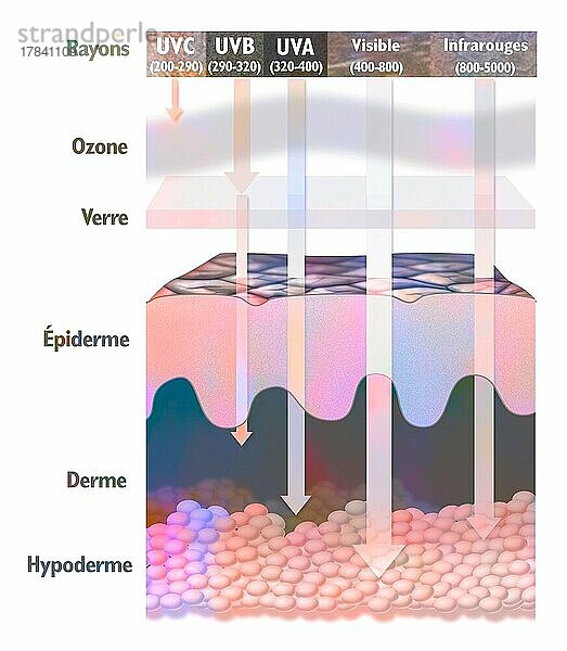 Eindringen bestimmter Sonnenstrahlen in die Haut.