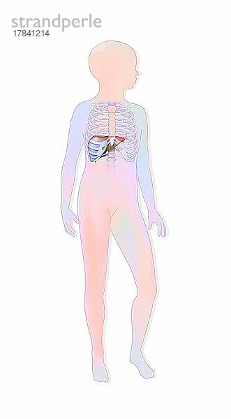Lage der Leber und des Brustkorbs in der Silhouette eines Kindes.