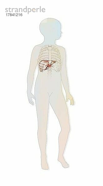 Lage der Leber und des Brustkorbs in der Silhouette eines Kindes.