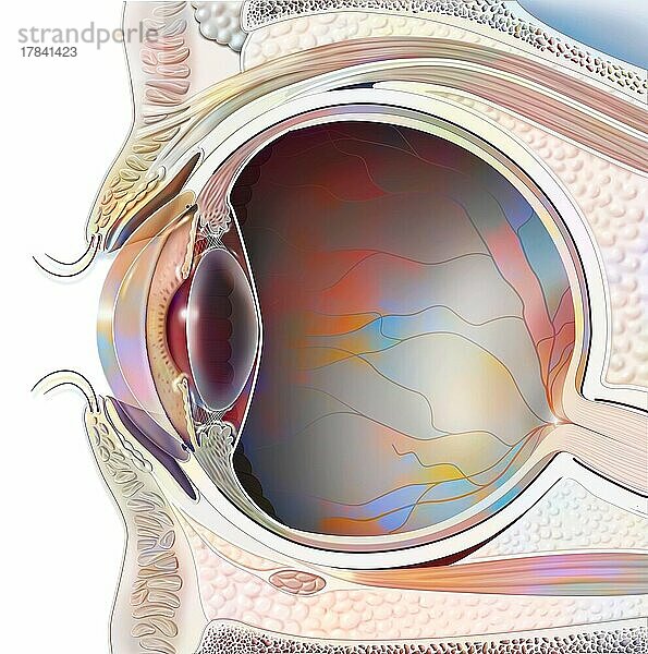 Anatomie eines Auges im Schnitt mit Linse und Netzhaut.