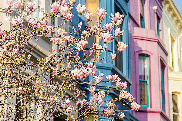 Kirschblüte in Notting Hill  London  England  Vereinigtes Königreich  Europa