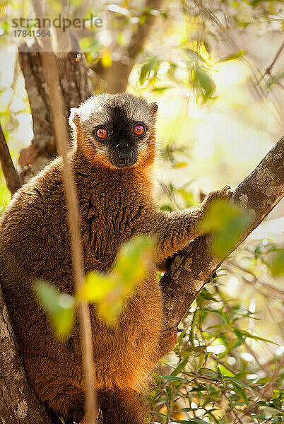 Brauner Lemur  Isalo  Madagaskar  Afrika