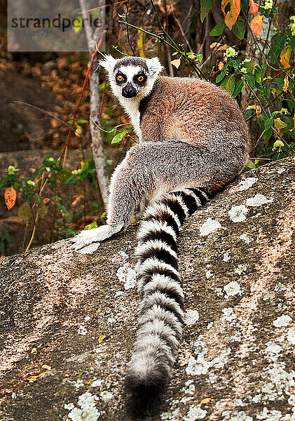 Ringschwanzlemur  Isalo-Nationalpark  Isalo  Madagaskar  Afrika