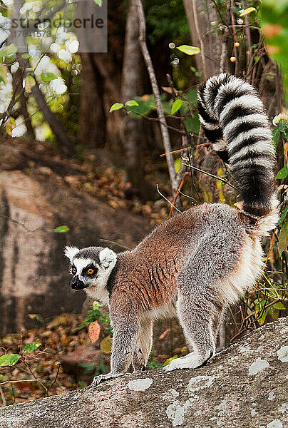 Ringschwanzlemur  Isalo-Nationalpark  Isalo  Madagaskar  Afrika