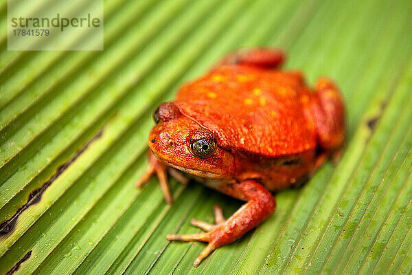 Orangenfrosch  Peyreras-Reservat  Andasibe  Madagaskar  Afrika