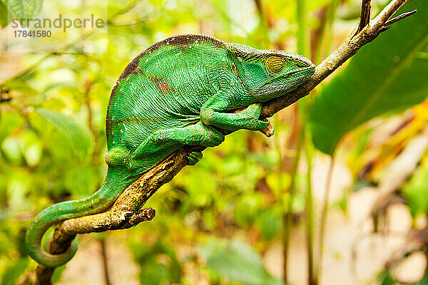 Parsons Chamäleon  Weibliches Panther Chamäleon Reptil  Peyreras Reserve  Andasibe  Madagaskar  Afrika