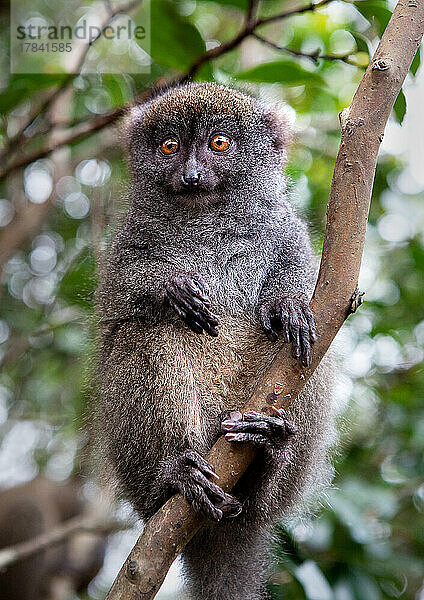 Grauer Bambuslemur  Lemureninsel  Madagaskar  Afrika